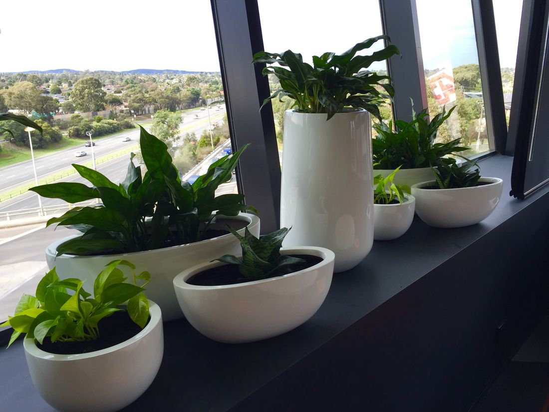 Enhance Your Space with Professional Plant Hire from Luwasa Indoor Plant Hire