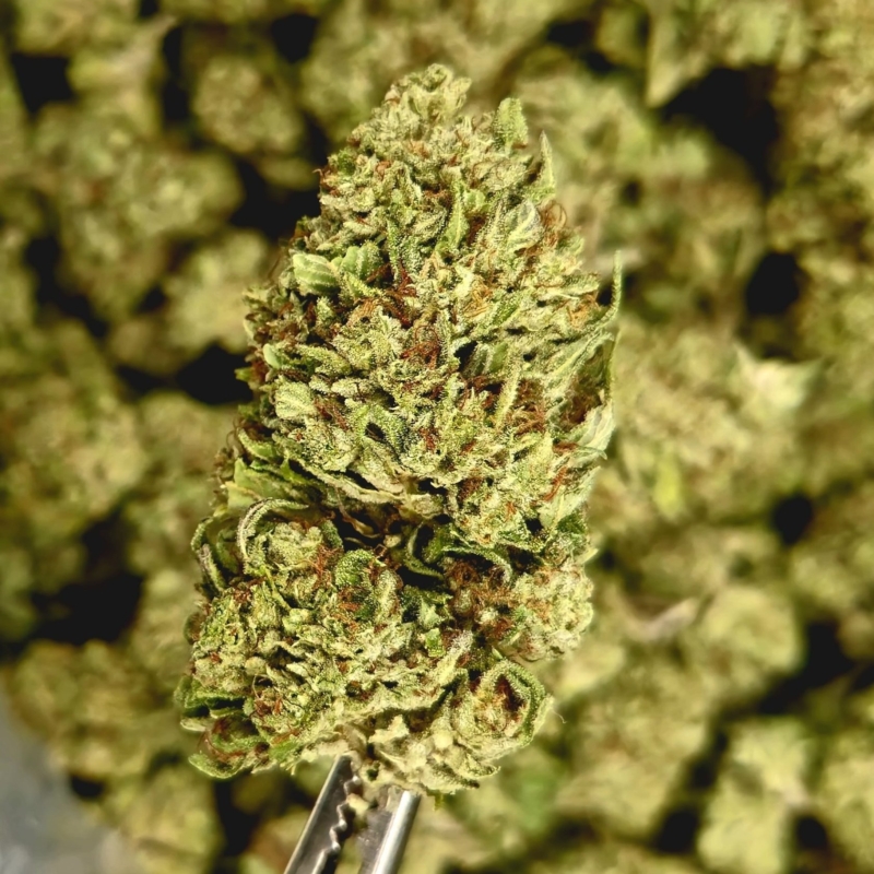 Premium Bulk THCA Flowers | Indoor Organic THCA Pounds for Sale