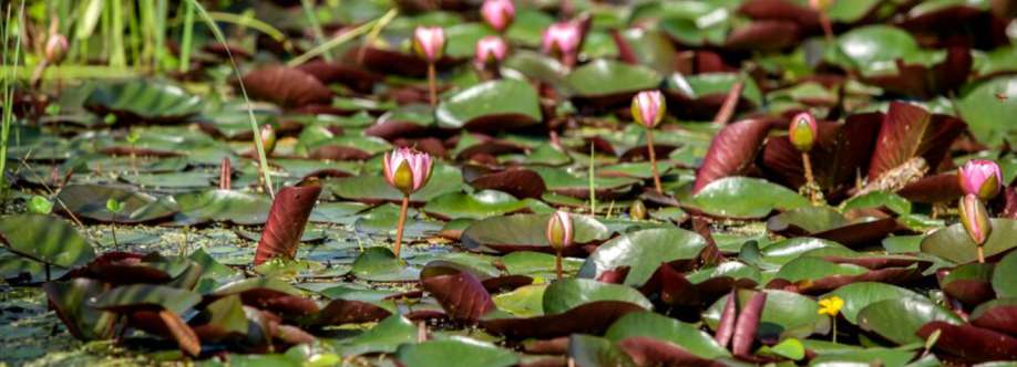 International Waterlily Collection Cover Image