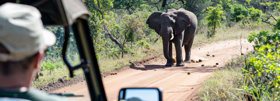 Vencha Travel Cover Image