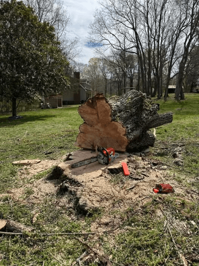 Why Your Property Needs Expert Tree Service in Clarksville TN
