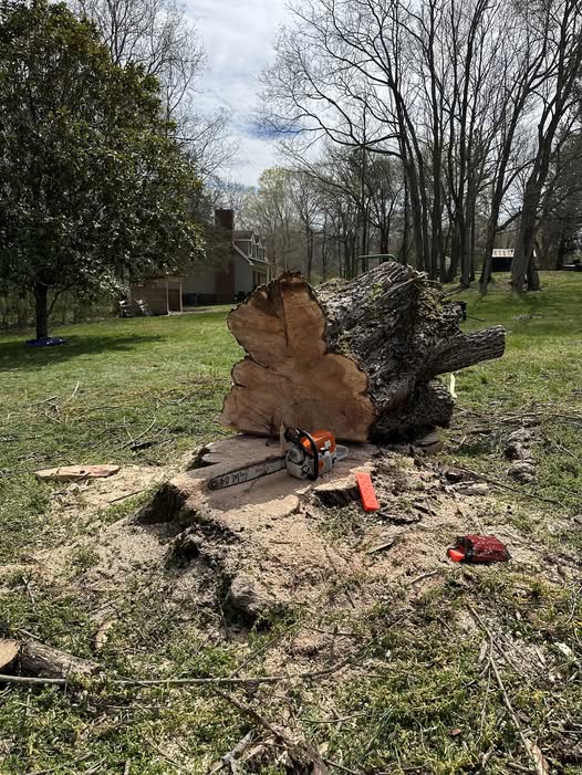 Keep Your Yard Safe and Healthy with Tree Trimming in Clarksville, TN