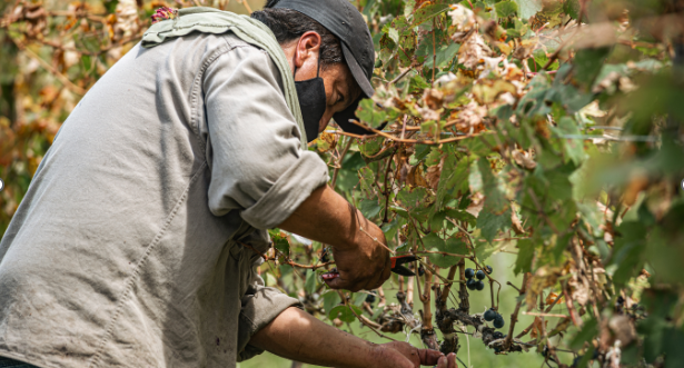 Why Professional Hedging and Pruning in Sydney Matters for Property Value  - FORTUNE BUSINESS NEWS