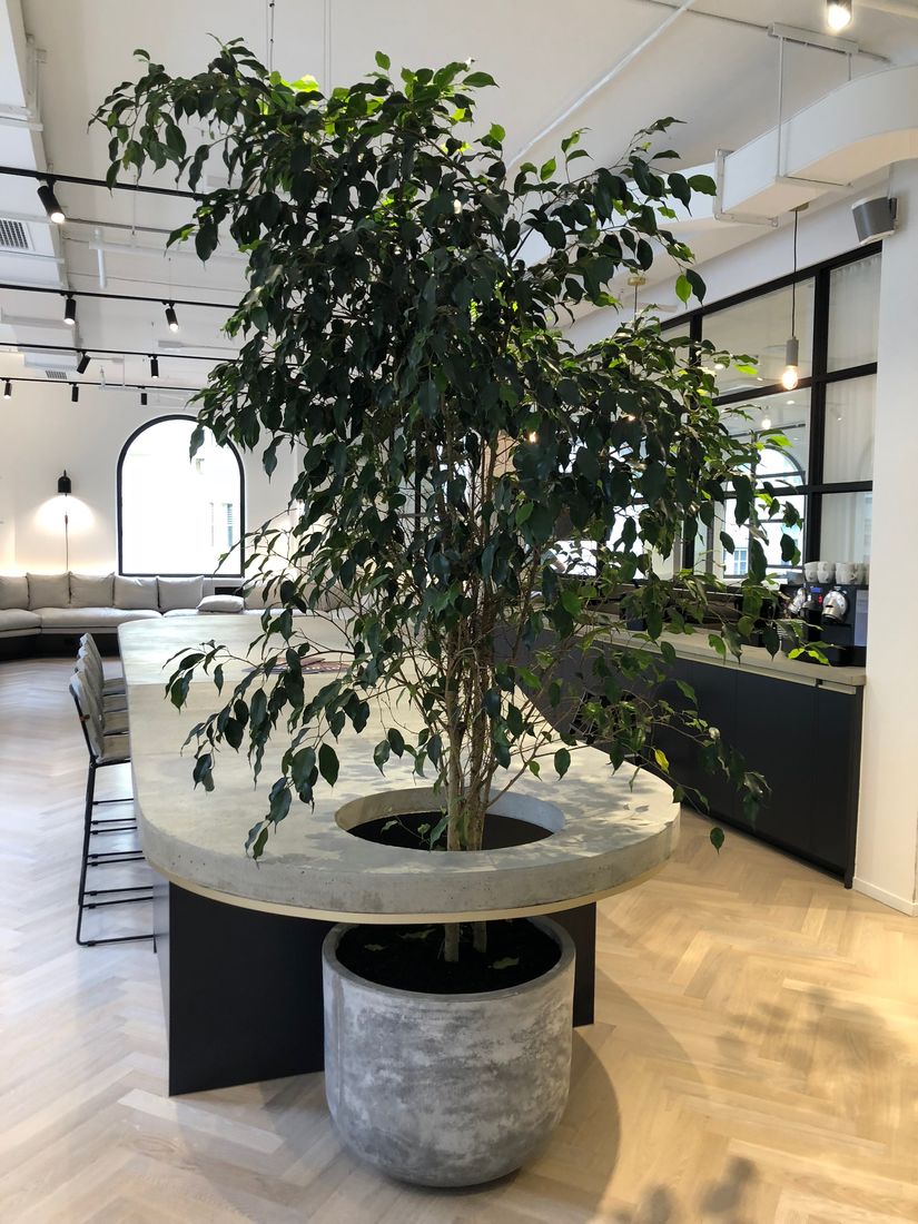 Elevate Your Space with Professional Plant Hire Melbourne