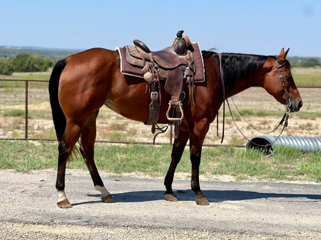 How Much Does it Cost to Buy a Horse in Texas in 2025?