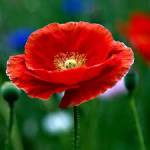 Yusuf Khan Profile Picture