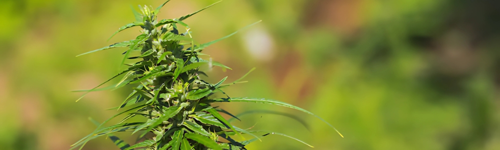 How to Get Approved for a Maryland Medical Marijuana Card