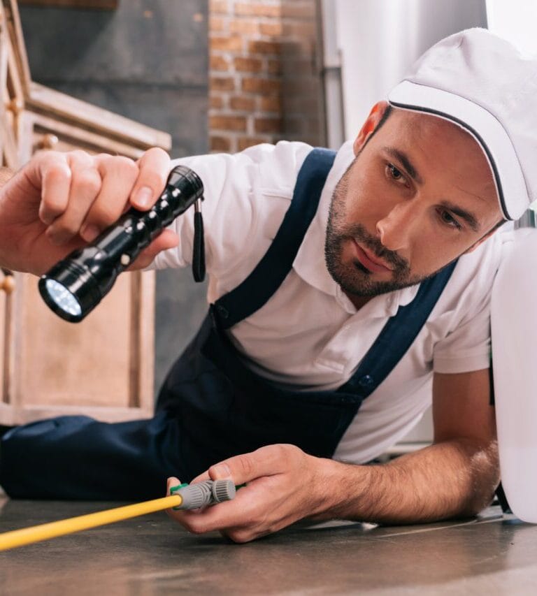 Rat - Wise Pest Solutions