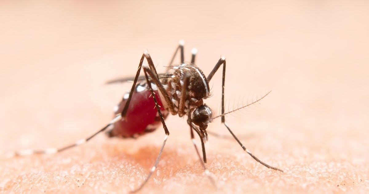 Top 7 Symptoms of Chikungunya and How They Progress