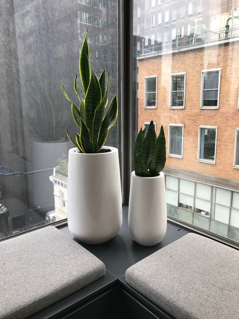 Indoor Plant Hire Melbourne: Greener Workspaces with Luwasa Indoor Plant Hire | Luwasa Indoor Plant Hire
