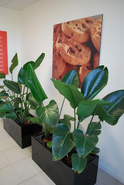 Plant Hire Melbourne: Transforming Workspaces with the Best Indoor Plants