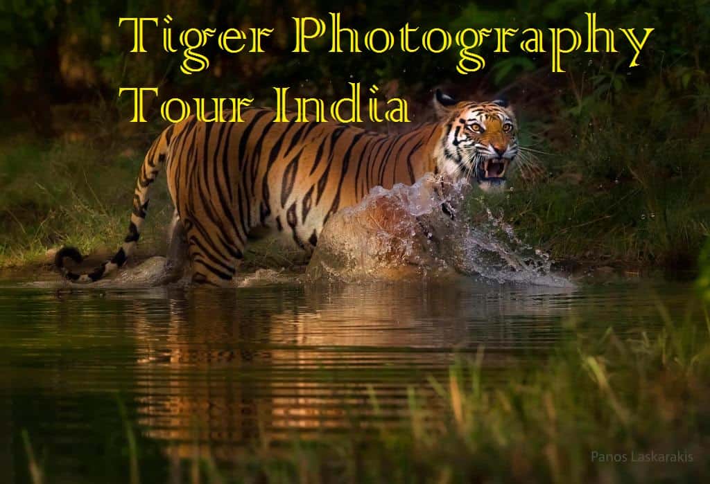 Captivating Tiger Photography Tours in India - Explore Majestic Big Cats and Diverse Wildlife