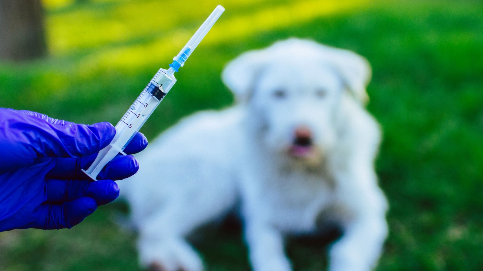 World Rabies Day 2025: Awareness, Prevention, And Action