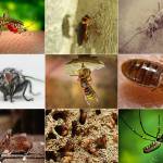 envirosafepest control Profile Picture