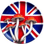 Order Magic Mushrooms Profile Picture