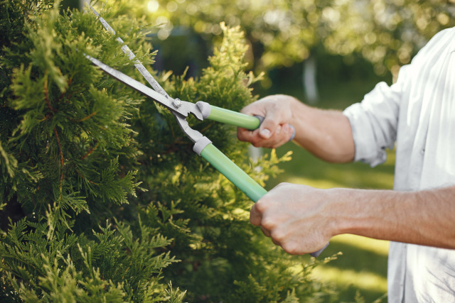 Hedging and Pruning Services in Sydney: What Homeowners Need to Know – @dadmowsbest on Tumblr