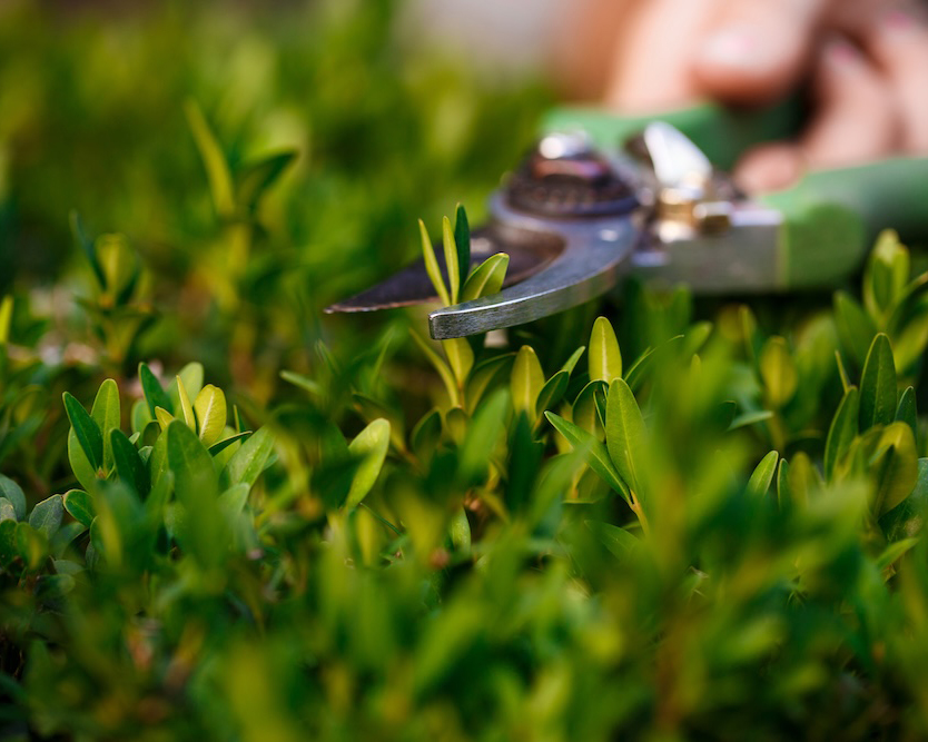 Gardener Milton Keynes | Gardening Maintenance and Services