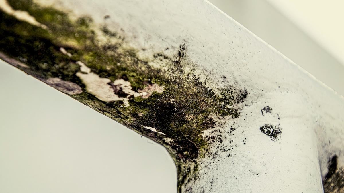 Black Mold Removal in South Florida Homes: Tips to Identify and Remediate It