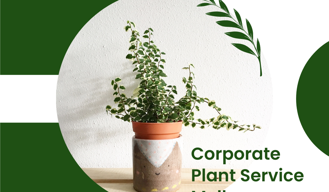 Luwasa Indoor Plant Hire: Corporate Plant Service Melbourne: Elevate Your Workspace with Luwasa Indoor Plant Hire