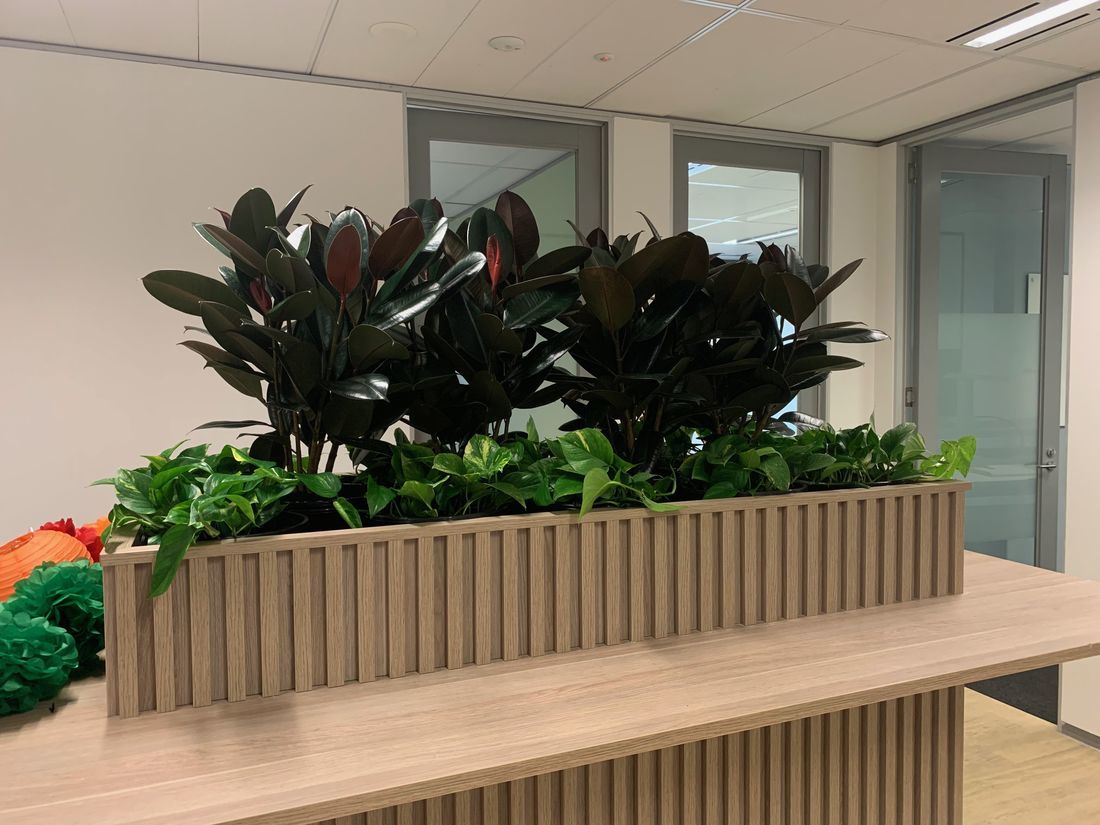 Office Plants For Hire: Transforming Workspaces with Luwasa Indoor Plant Hire