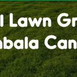 Natural Lawn Grass Profile Picture
