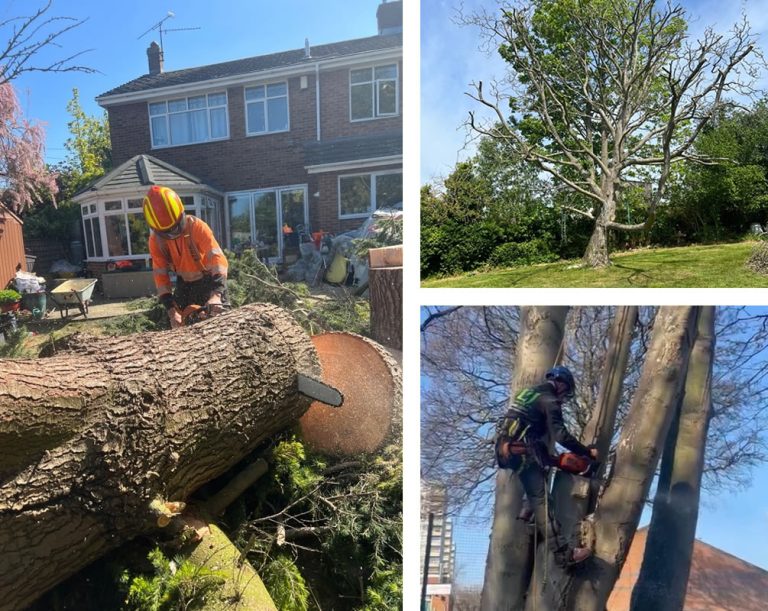 Tree Surgeon Norwood | LJ Tree Services