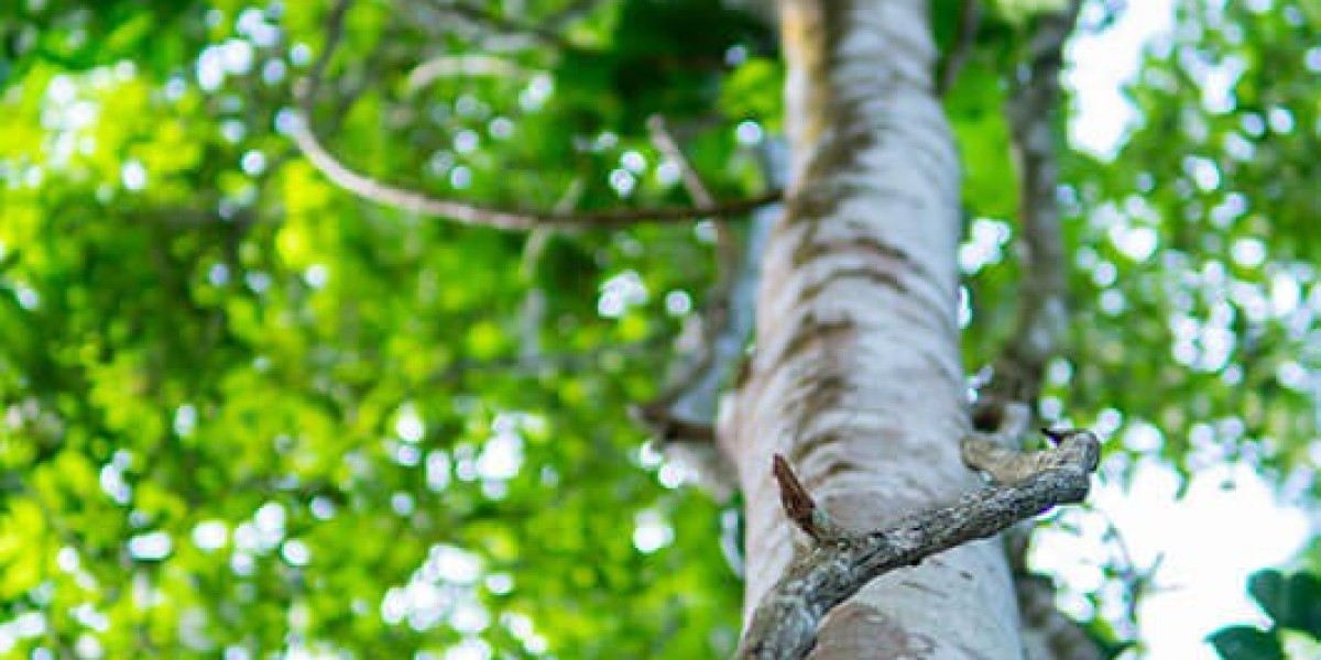 Agarwood Tea Supplier | Pure Vietnamese Agarwood Tea