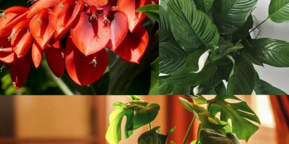 How to Grow Dwarf Crepe Myrtle in Australian Landscapes