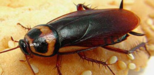 Cockroach Pest Control Perth, Cockroach Exterminator & Infestation