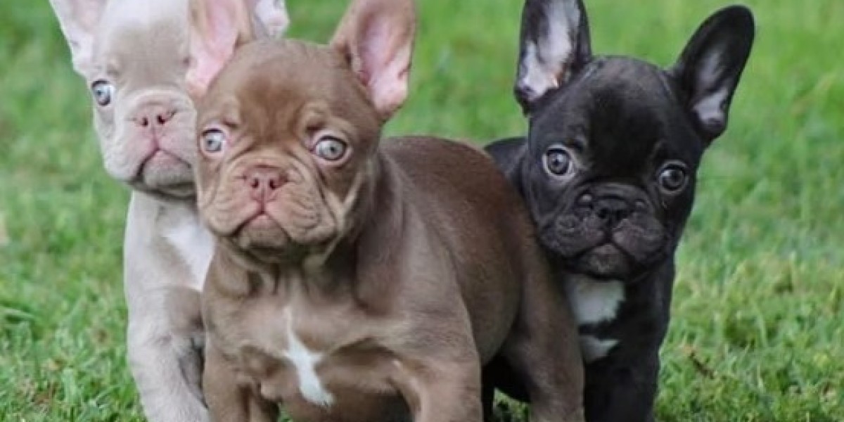 Healthy Digestion Tips Every French Bulldog Owner Should Know Today Always