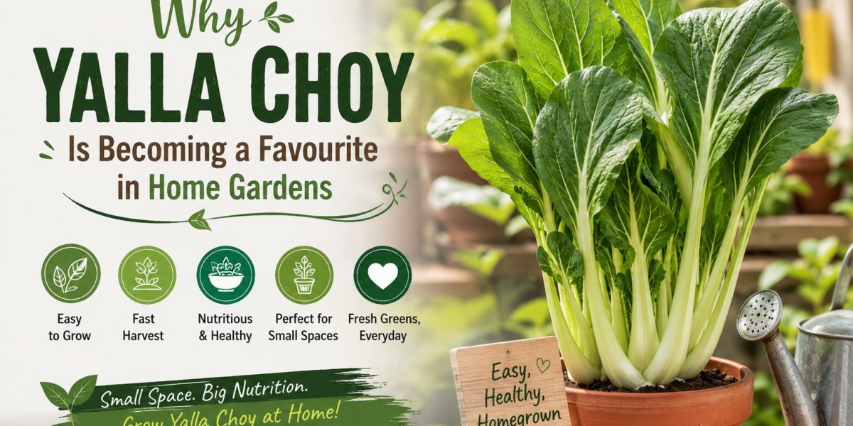 Why Yalla Choy Is Becoming a Favourite in Home Gardens