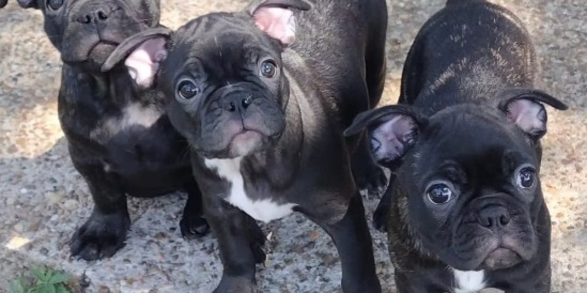 Finding Loving Forever Homes Through Trusted French Bulldog Rescue Networks