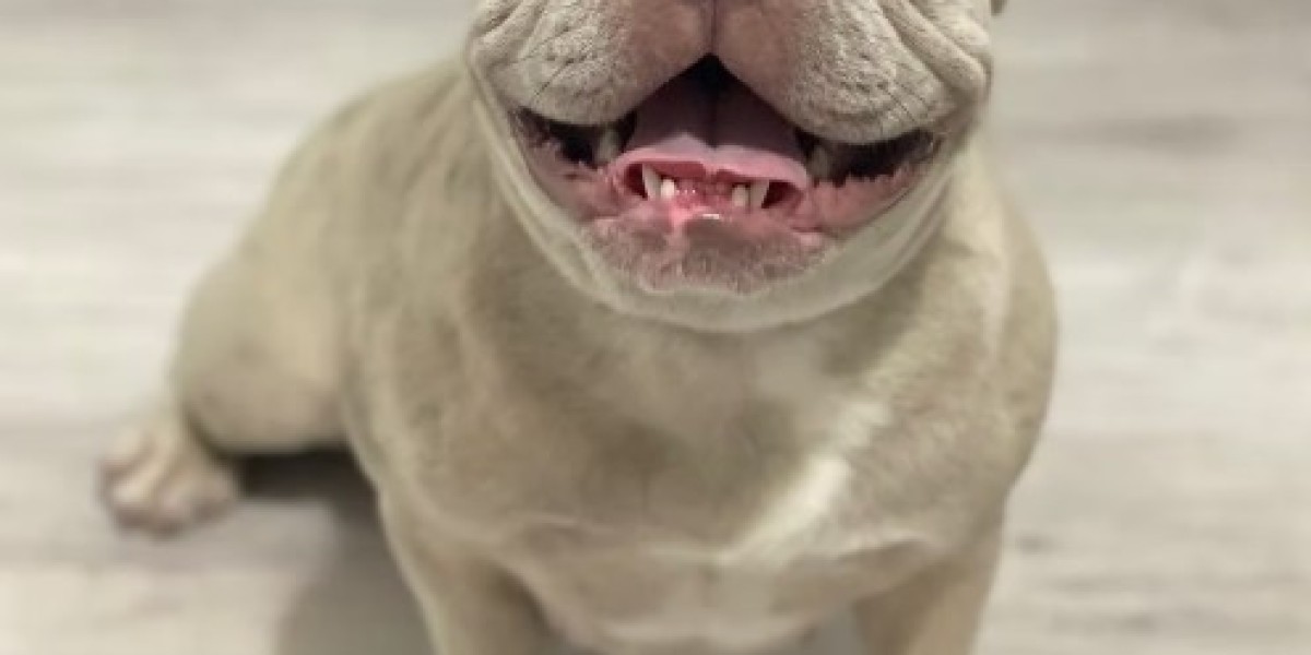 Finding Loving Homes Through French Bulldog Adoption and Rescue Support Today