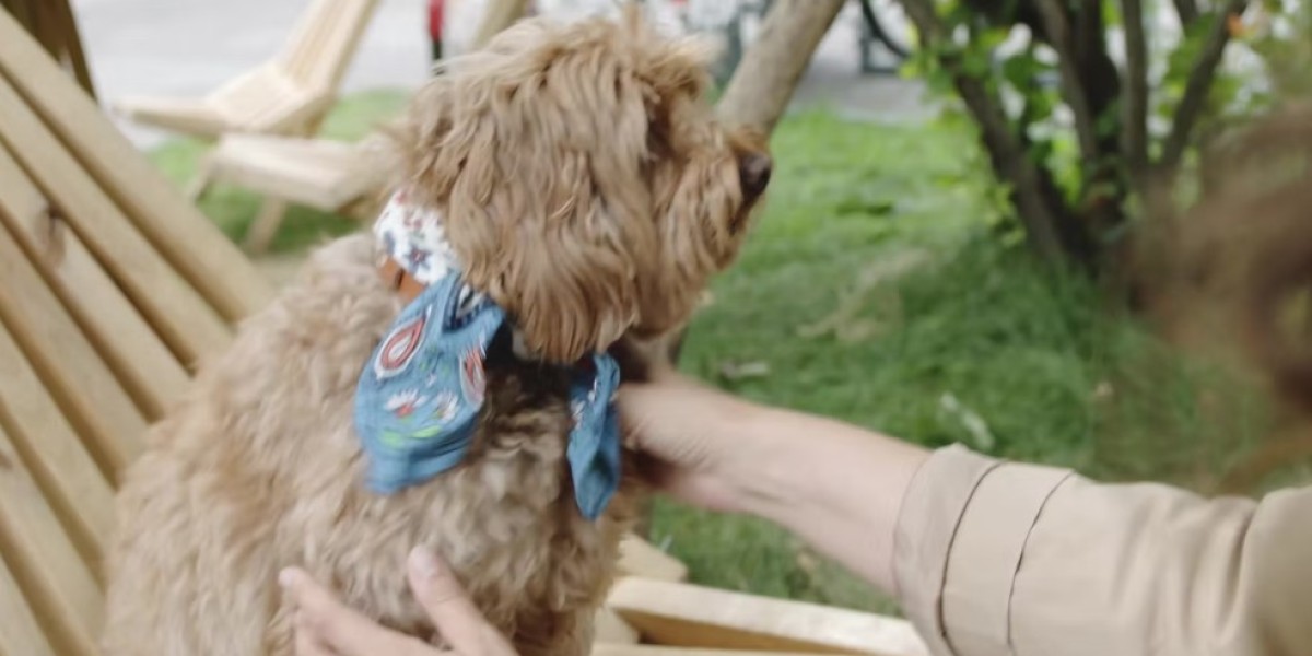 How to Get Dog Papers Easily With Trusted Steps Every Responsible Owner Should Know
