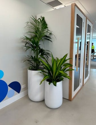 Event Plants Melbourne | Hire Events Plant | Foliage