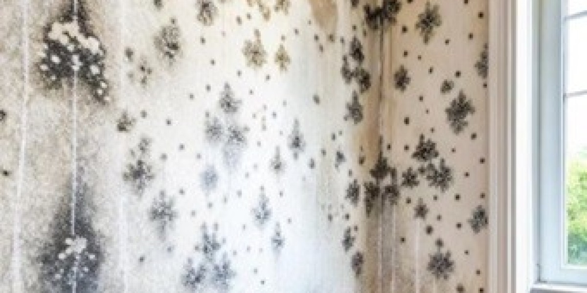 Expert Office Cleaning Solutions From Sunshine Coast Mould Specialists Today