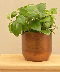 How Indoor Plant Pots Melbourne Transform Modern Office Spaces - Fol...