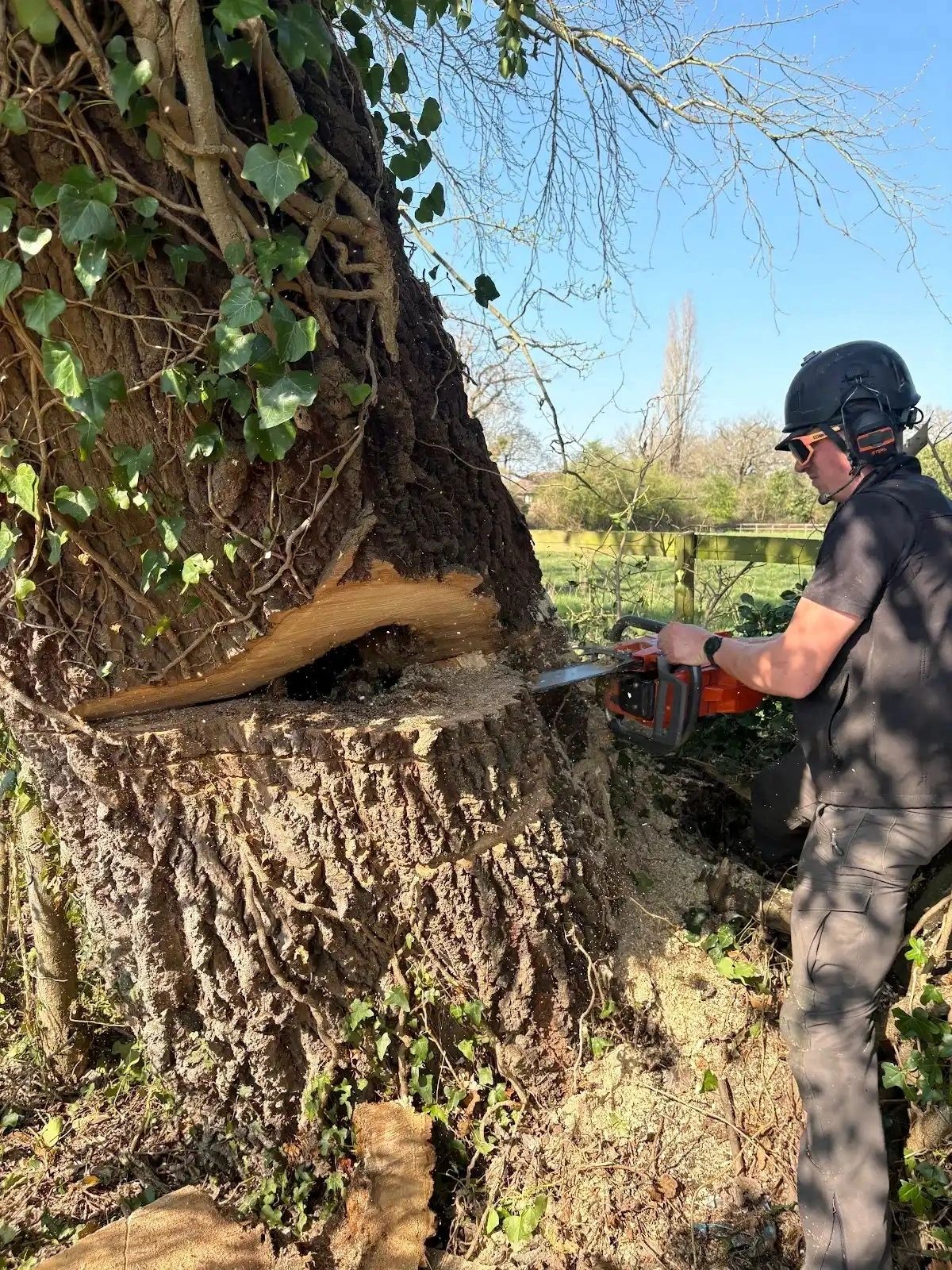 What Do Surrey Homeowners Need to Know About Tree Surgery?