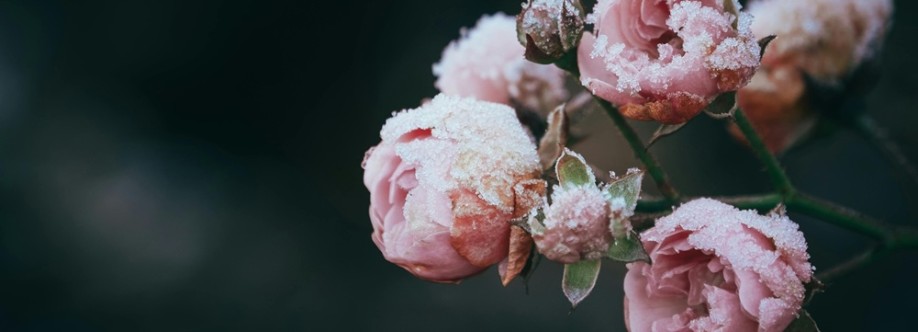 thebloom room Cover Image