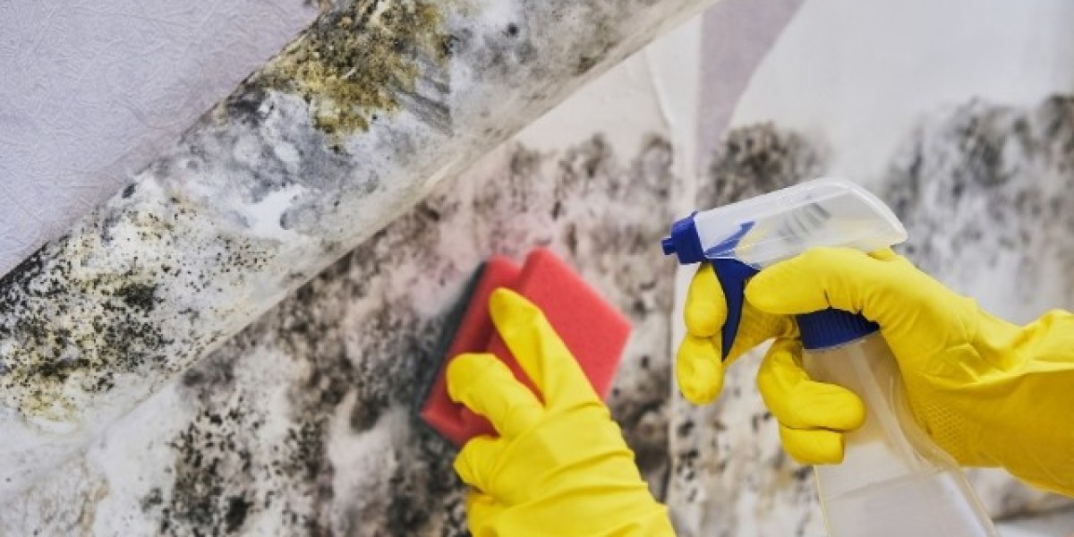 The Complete Guide to Mold Remediation in Los Angeles | Alpha Construction & Restoration