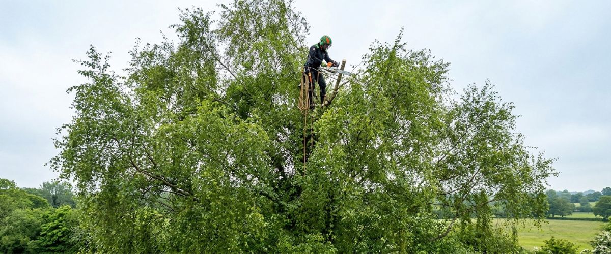 Crown Reduction's Impact on Tree Longevity Explained - Koows