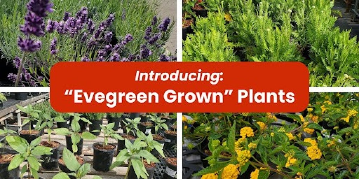 Evergreen Grown Drought-Tolerant Plants | San Leandro, CA