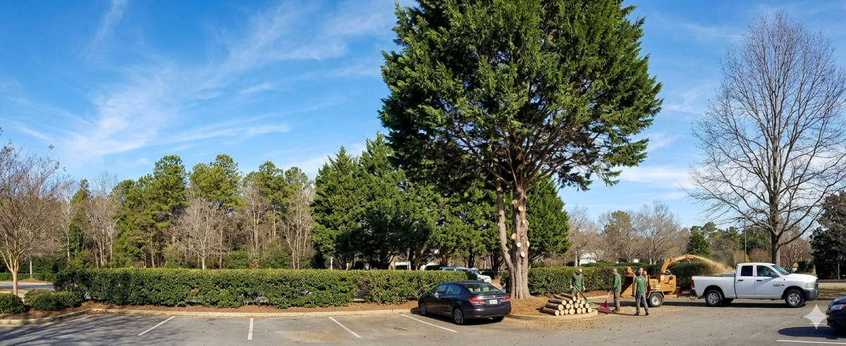 What is Tree Crown Lifting and Why Does It Matter?