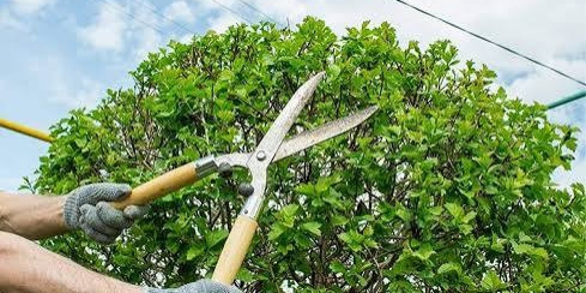 Trees by Forrest | Storm Damage Tree Cleanup for Safer and Cleaner Properties