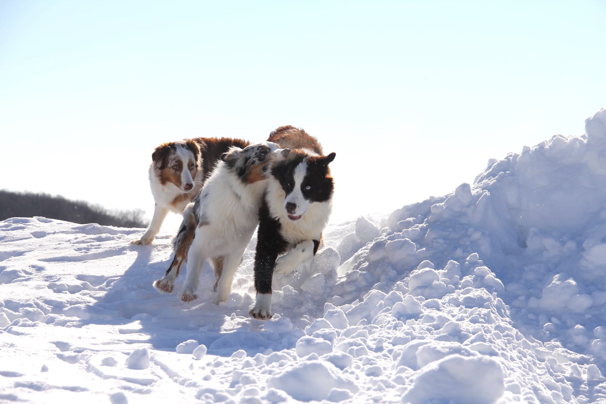 Dog Boarding & Pet Care Services | Safe Overnight Dog Stay