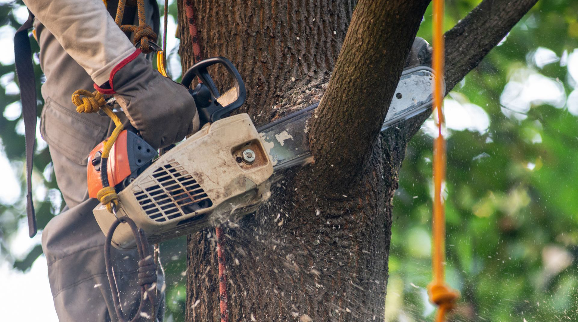 Stump Removal - Edward Payne & Co