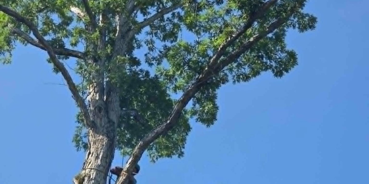 What to Do in the First 30 Minutes After a Tree Emergency in Knoxville