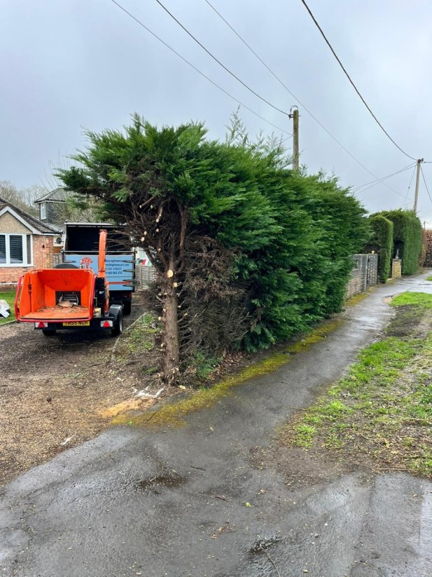 Common Hedge Problems & How to Fix Them Article - ArticleTed -  News and Articles